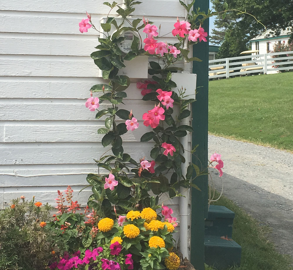 Flowers at the barn