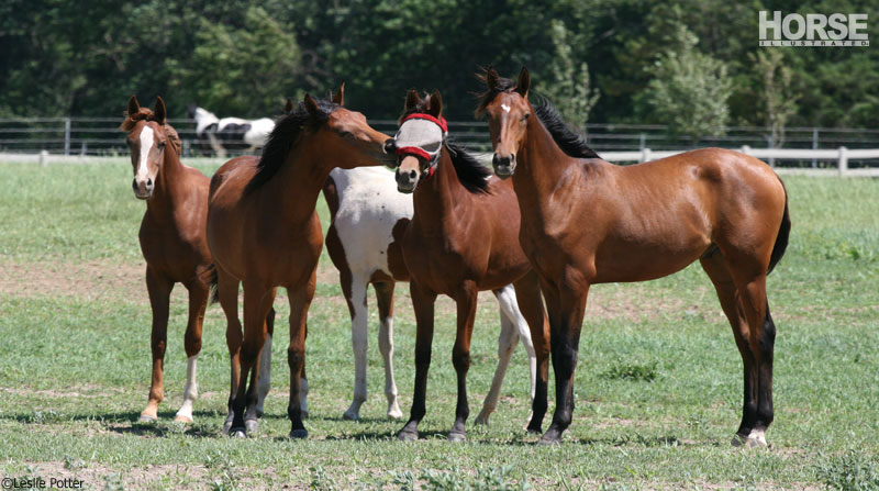 Flies on a horse