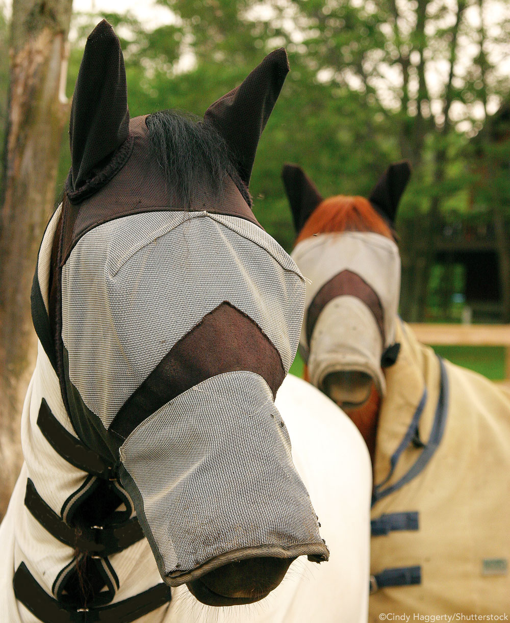 Horses wearing fly masks and fly sheets