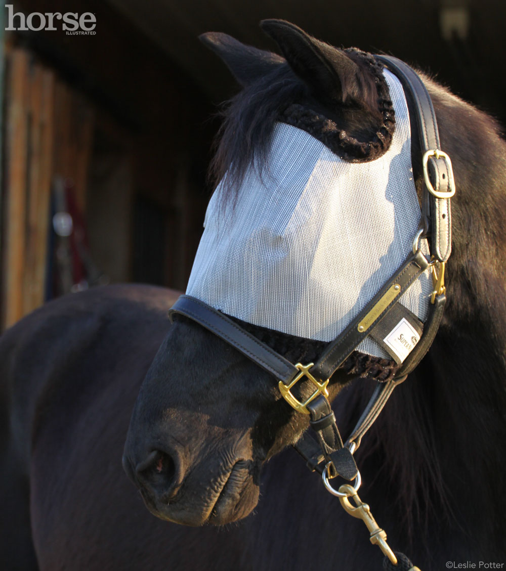 Fly Mask