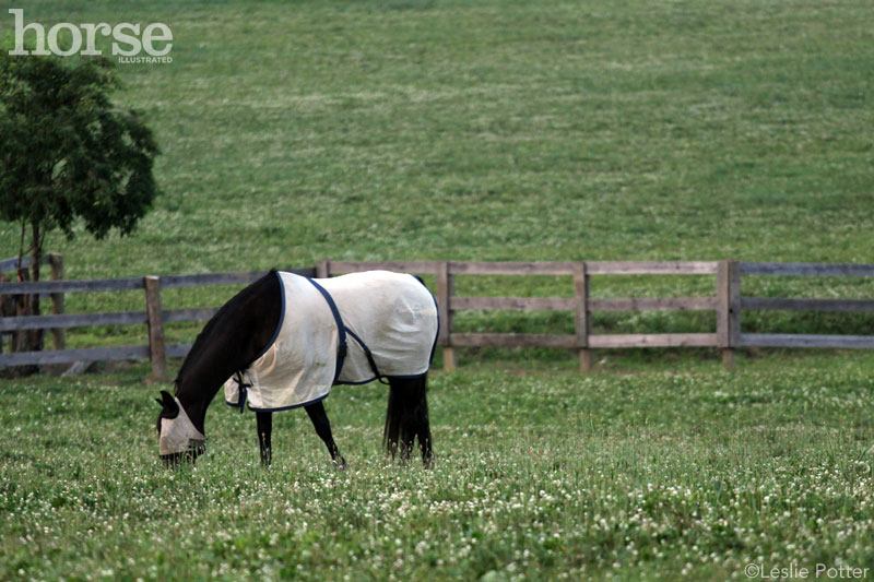 A horse wearing a fly sheet and fly mask as a method of fly control