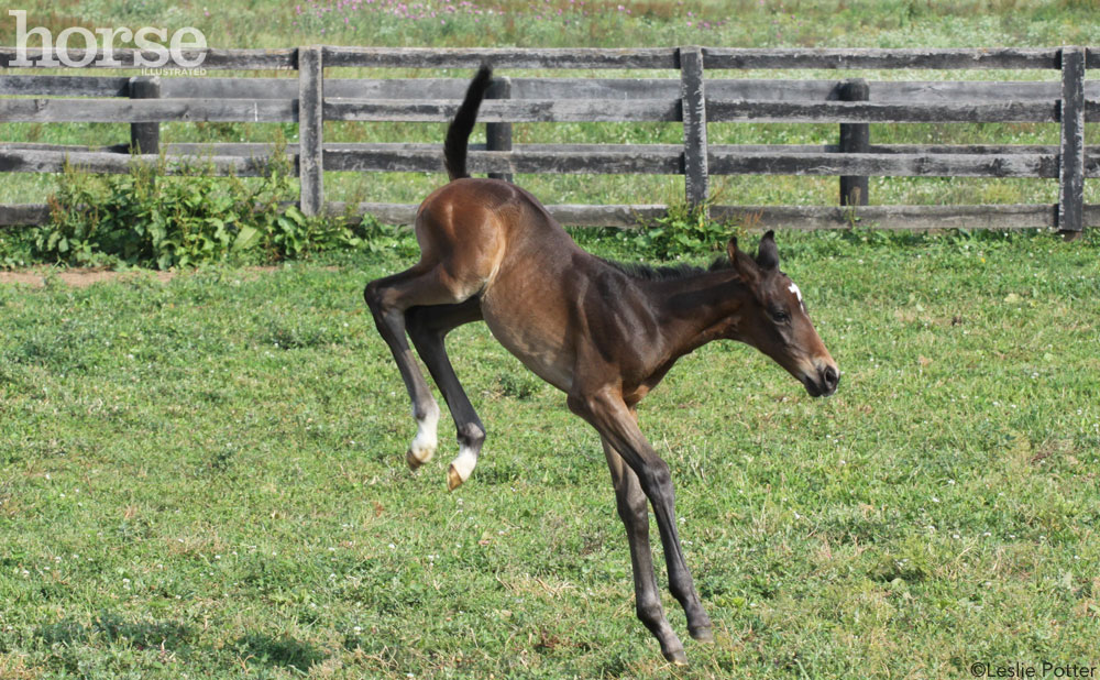 Bucking Foal