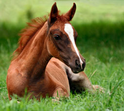 Foal