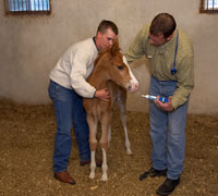 Foal deworming