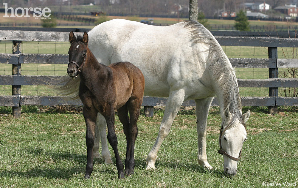 Foal