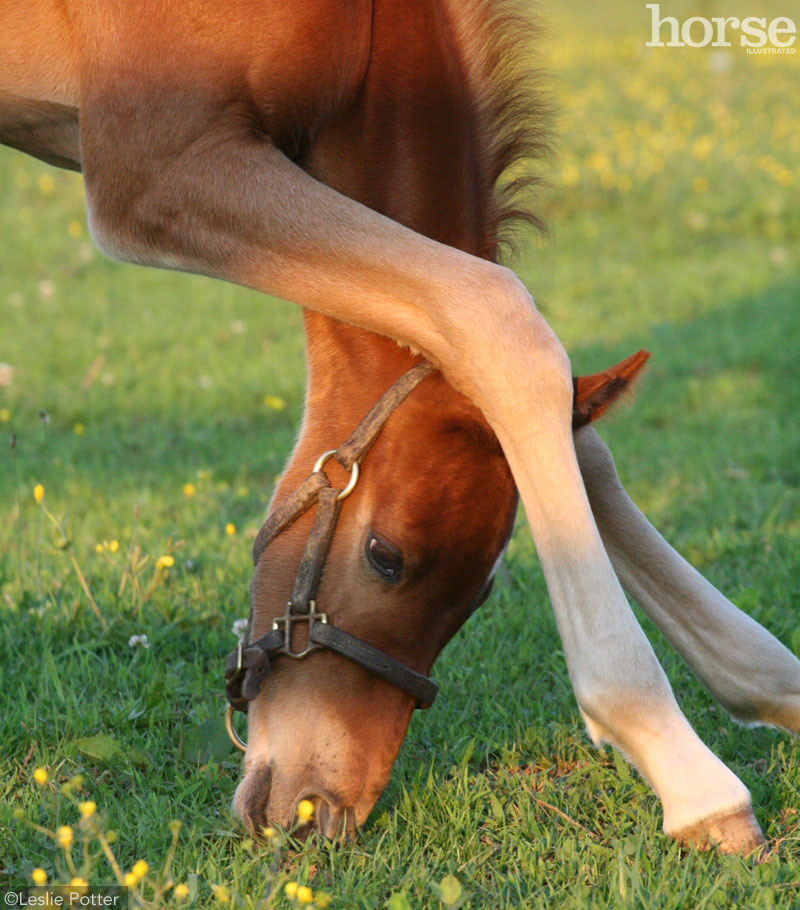 Foal Grazing