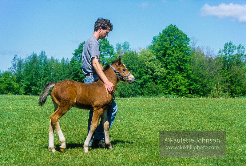 Halter Training Foals