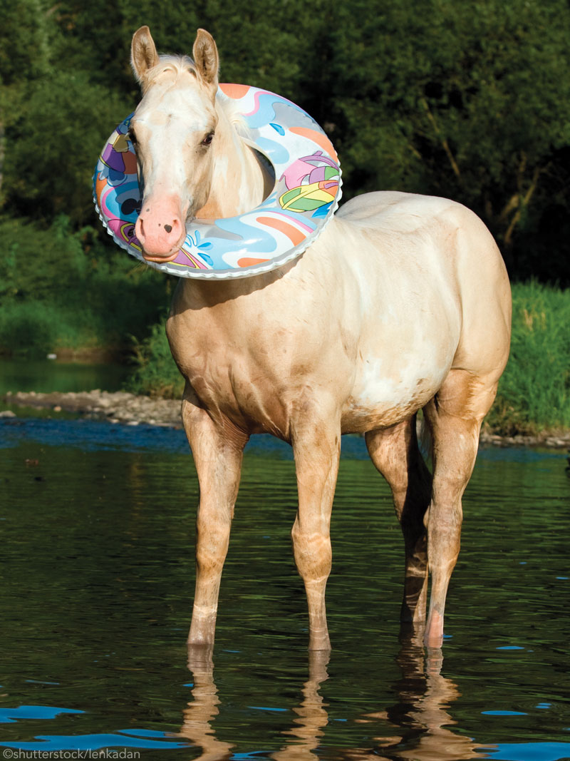 Swimmy Foal