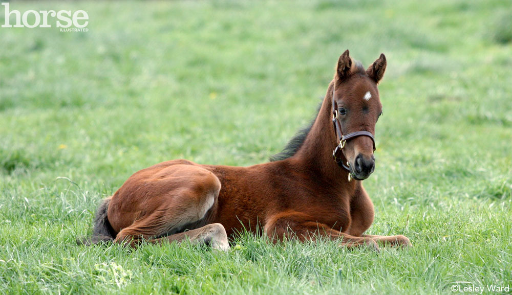 Foal