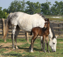 Mare and foal