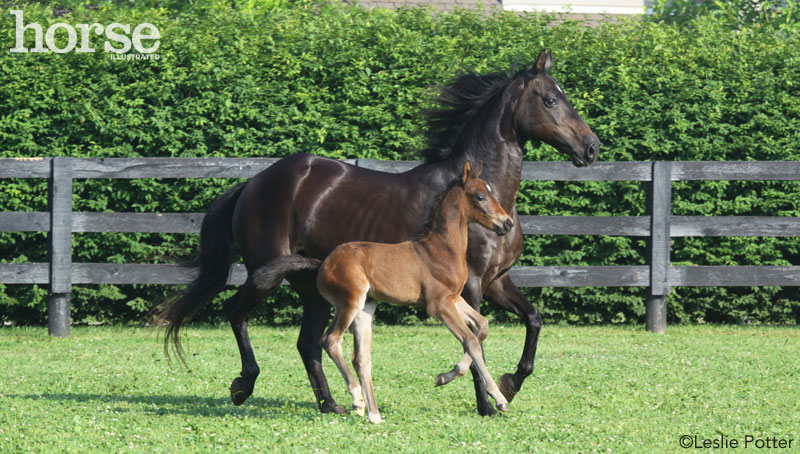 Mare and Foal