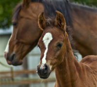 The 2009 National Issues Forum is focusing on the Welfare of the Horse