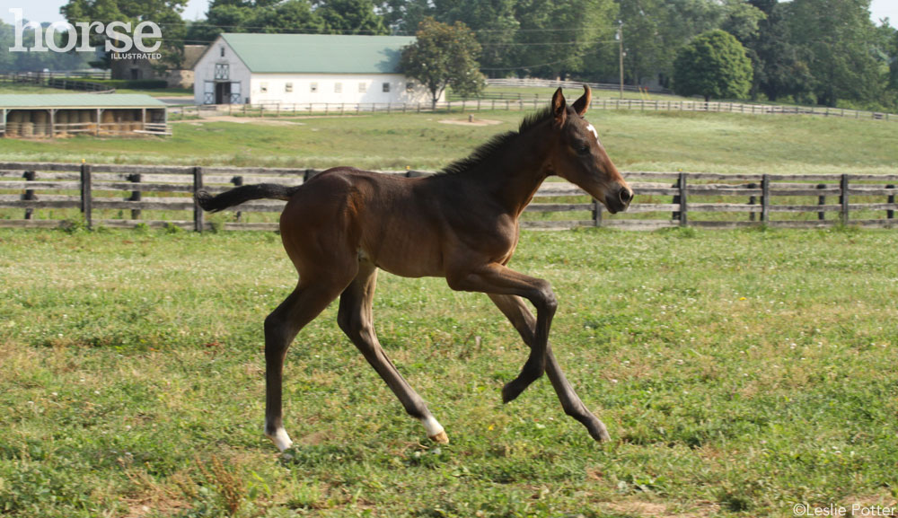 Foal Running