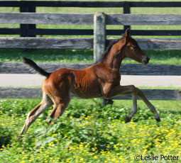 Foal