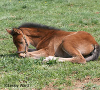 Foal