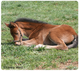 Foal