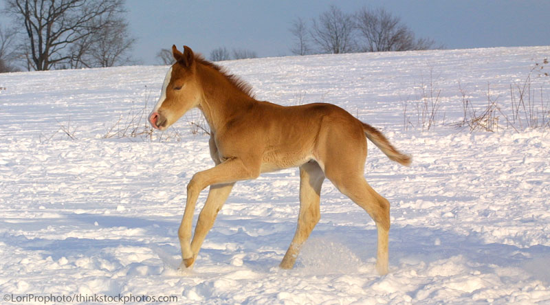 Foal in winter