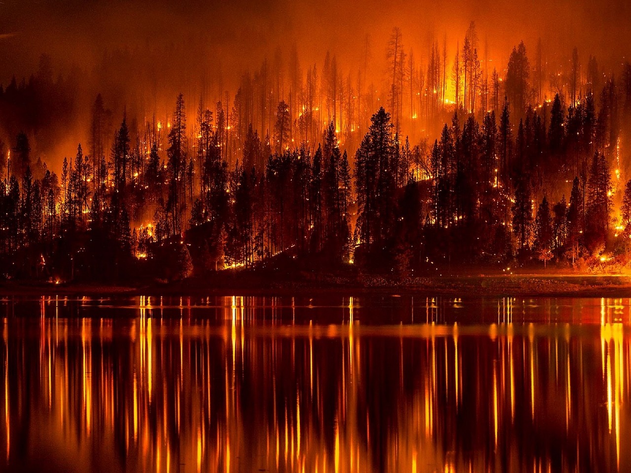 Forest Fire