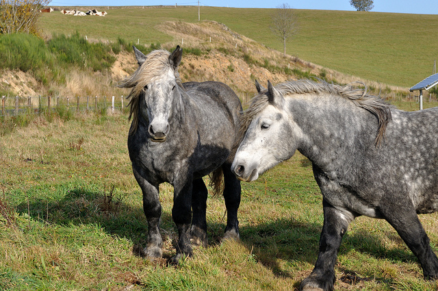 French Percheron