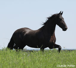 Trotting Friesian