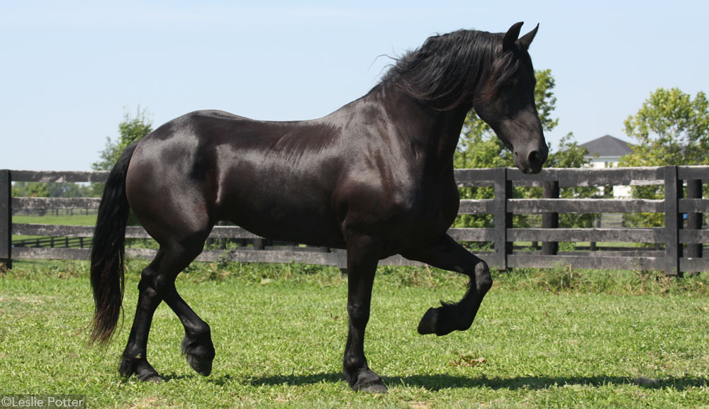 A trotting Friesian