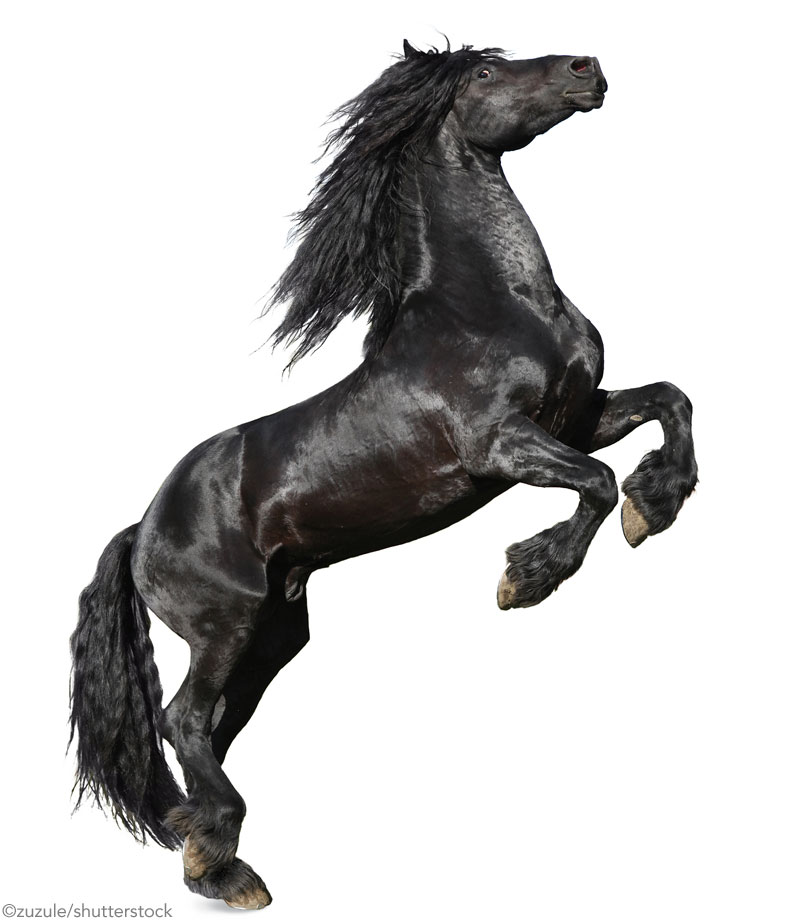 Friesian Horse