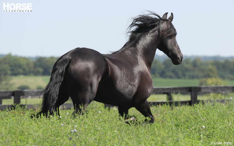 Friesian