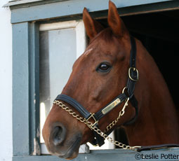 Funny Cide