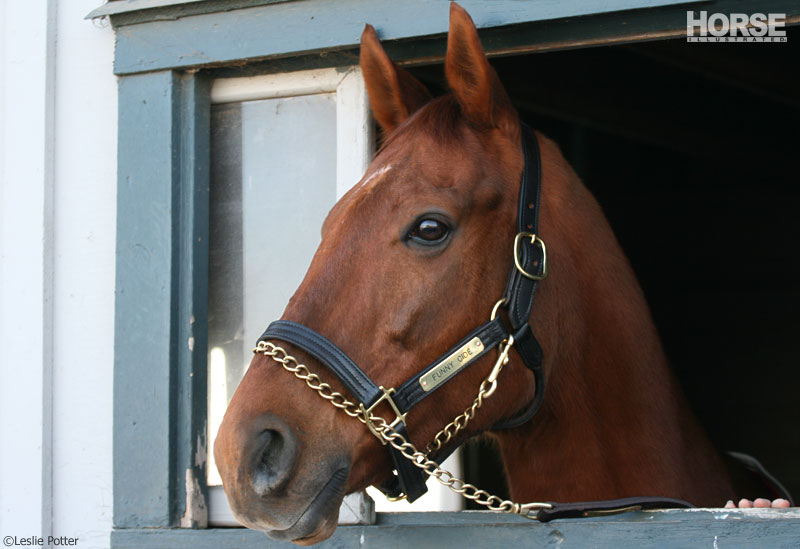 Funny Cide