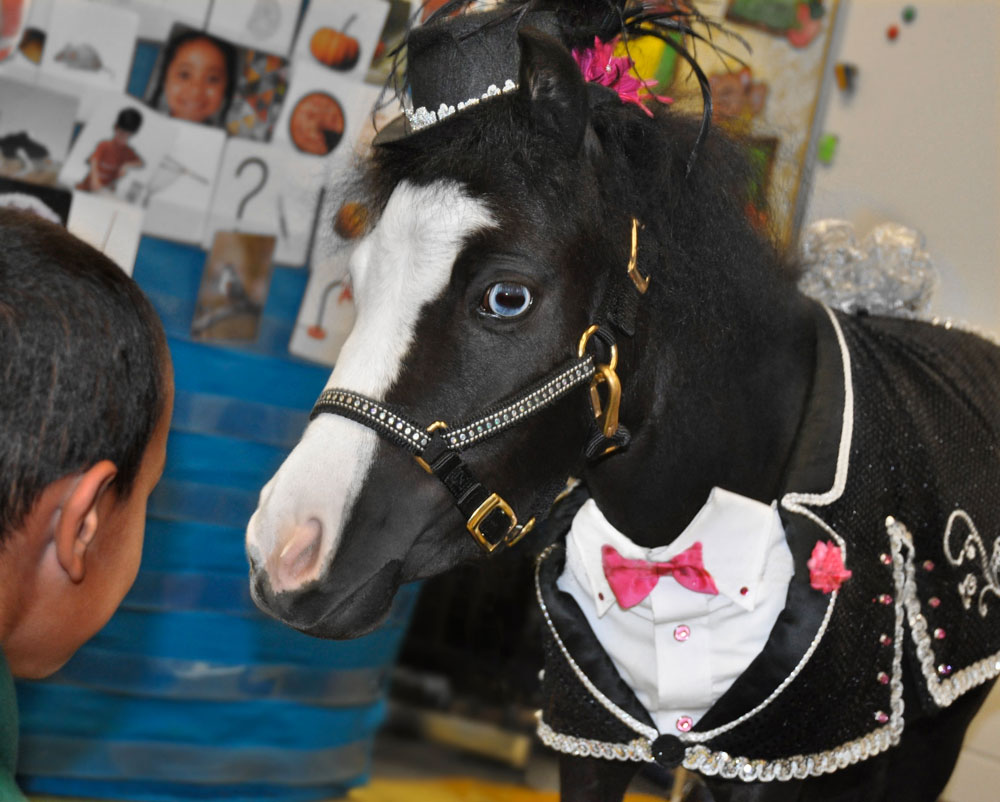 Gentle Carousel Therapy Horse Magic