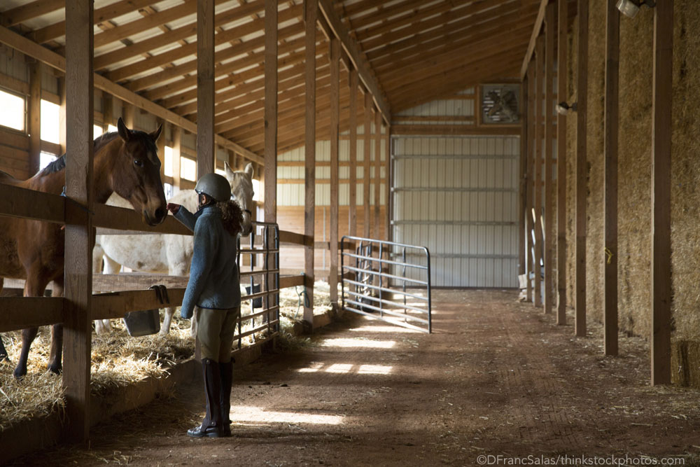 Horse barn with stall bedding