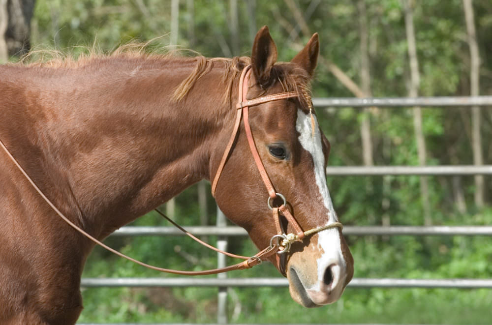 Bitless bridle