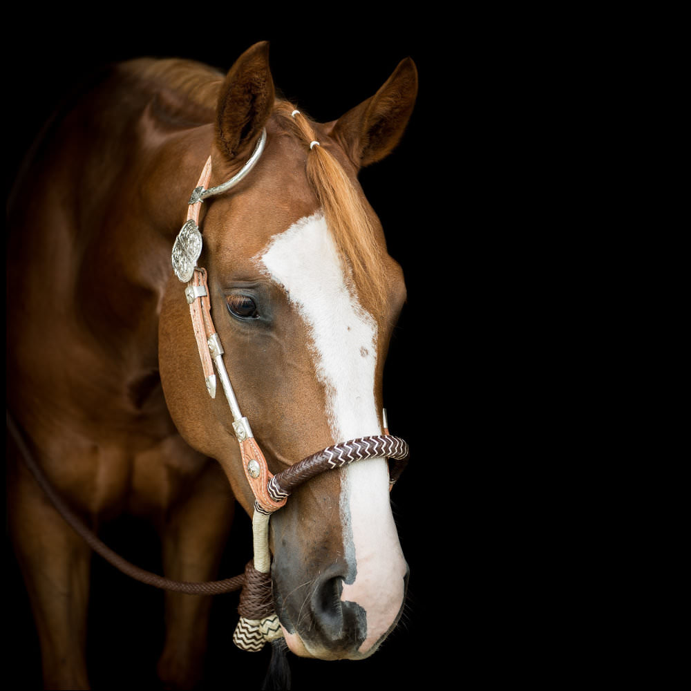 Bosal bridle