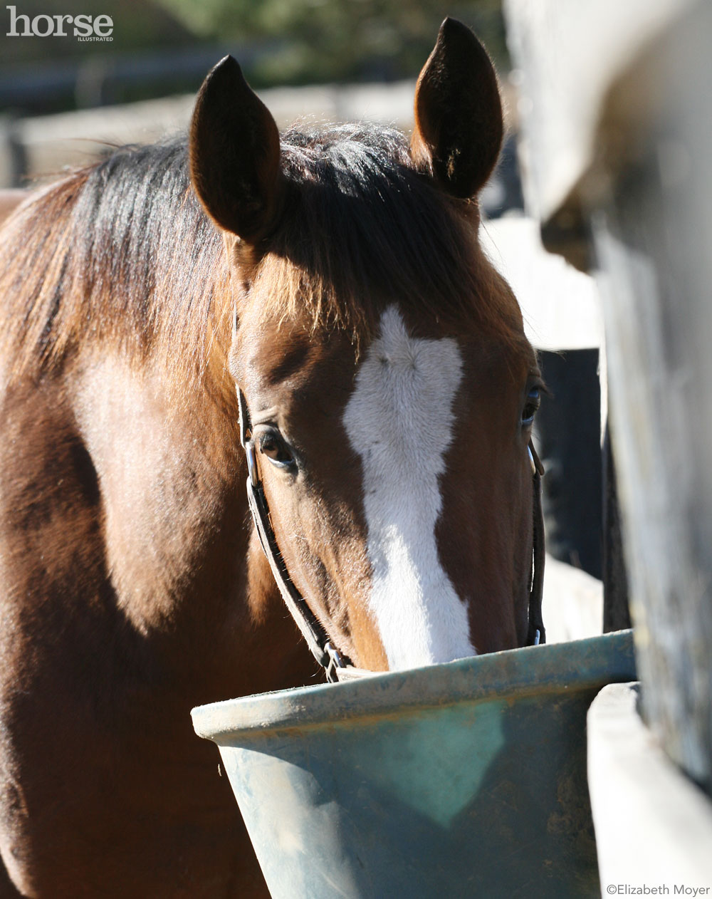 Horse eating hay