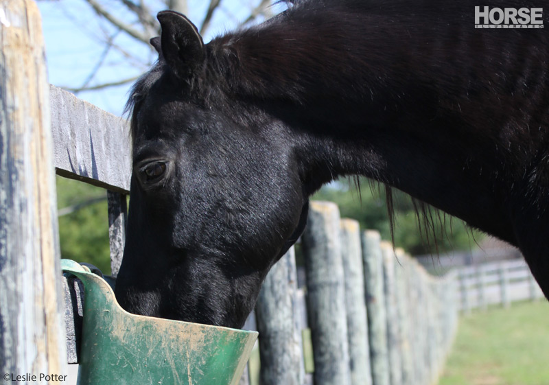 Black horse eating grain