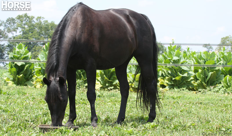 Horse eating grain