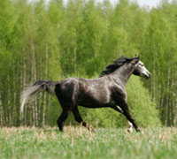 Gray horse cantering