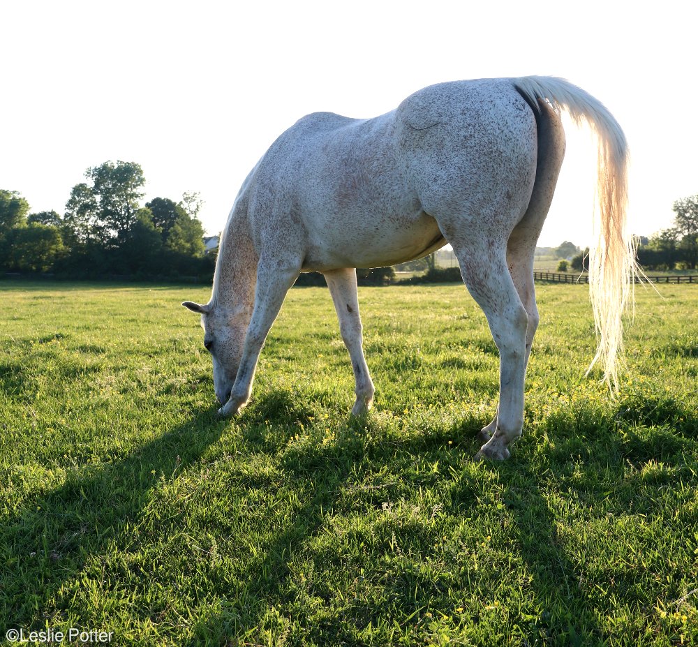 Gray Horse Grazing