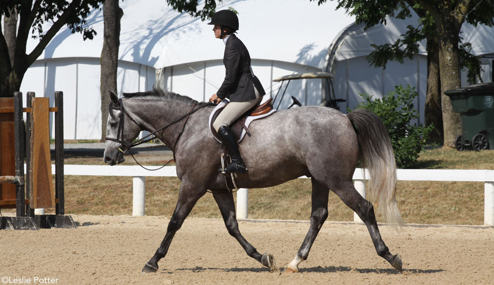 English saddle