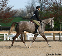 Young horse under saddle