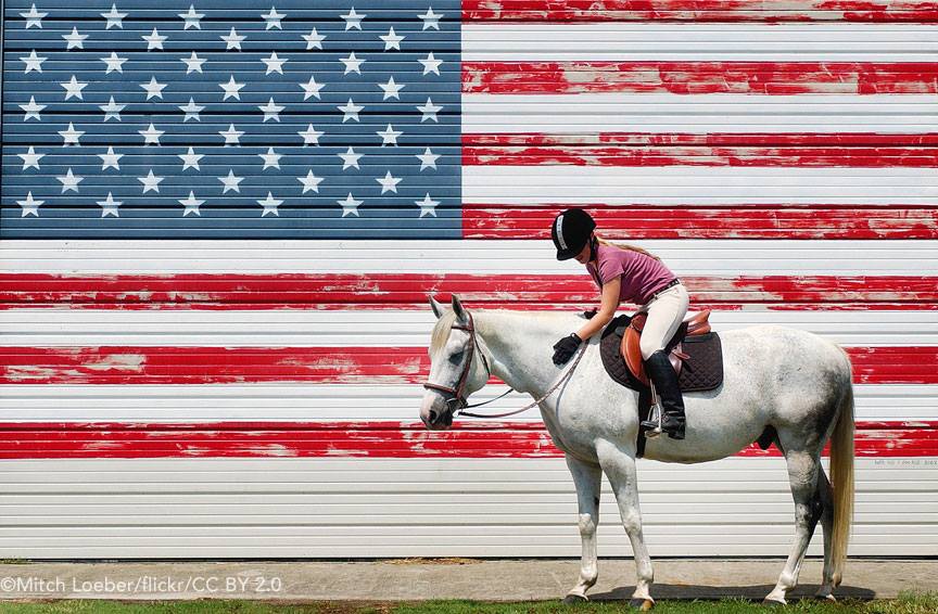 Gray Horse in front of American Flag