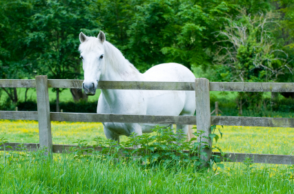 Gray Horse