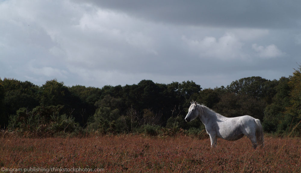 Gray Pony