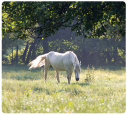 Gray Horse