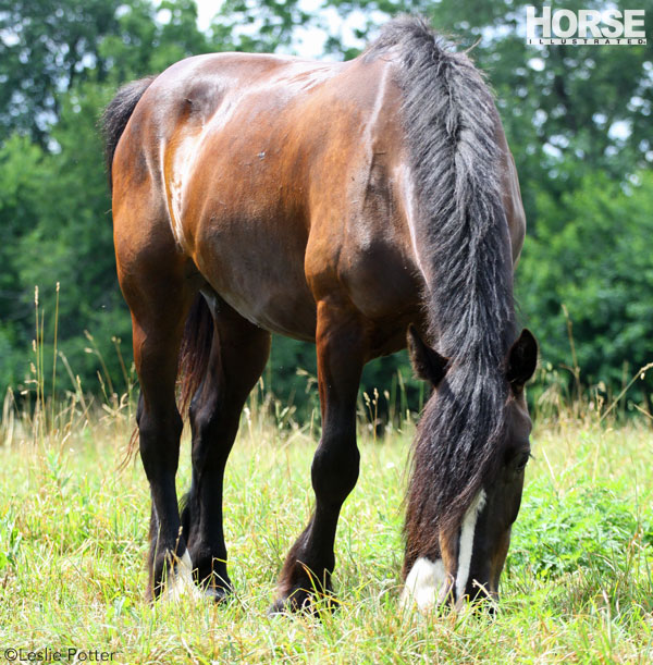 Grazing Horse