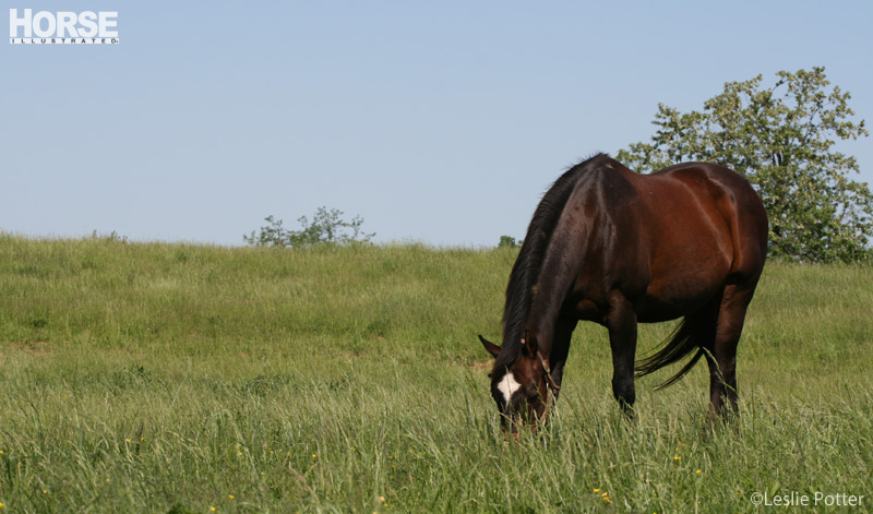 Grazing Horse