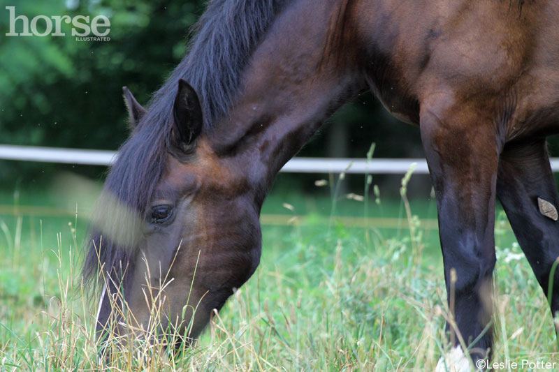 Grazing Horse