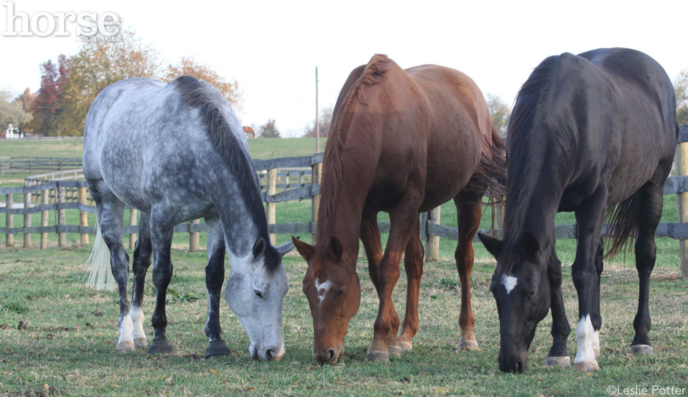 Grazing Horses