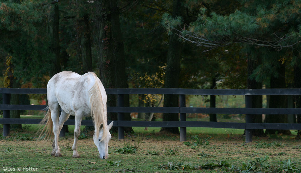 Grazing Gray Horse