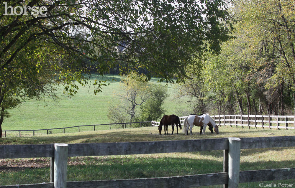 Autumn Grazing